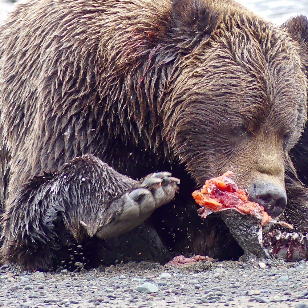 Alaska Bear Adventures - Feast fit for a King...one King dies, the other lives on! - Hiking Near Me - Homer, Alaska Alaska Bear Adventures - Feast fit for a King...one King dies, the other lives on! - Hiking Near Me - Homer, Alaska