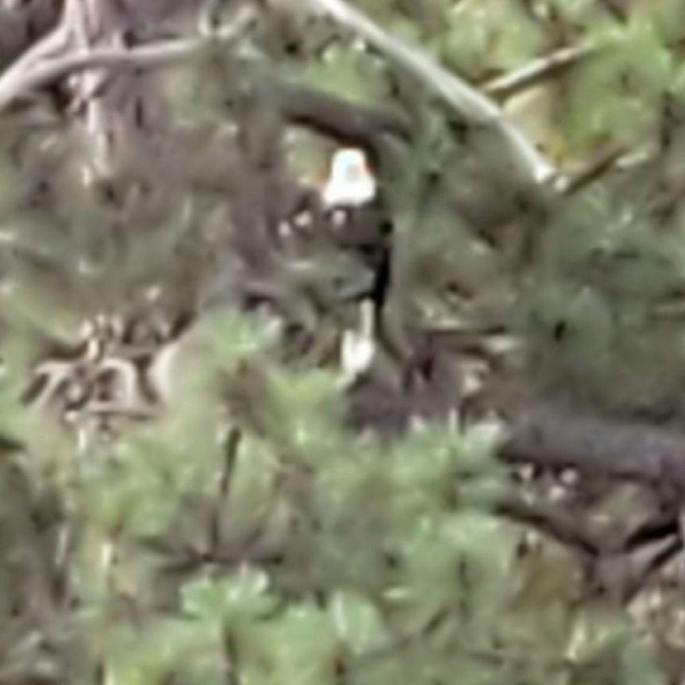 Jackie the Big Bear Lake momma eagle!!!