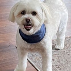 Paws At Main - Marino