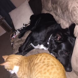 Champaign County Humane Society - Lily was from CCHS, the cat, Napoleon, was from the San Antonio HS. Best friends!