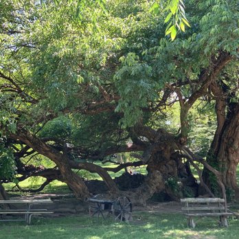 Old Fort Harrod State Park - Osage tree - Parks Near Me - Harrodsburg, Kentucky
