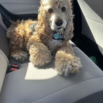 Dapper Dog Spa - Pet Groomers Near Me - Whittier, California