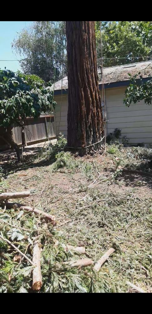 OCHOA’S TREE SERVICE - Updated May 2024 - Request a Quote - Merced ...
