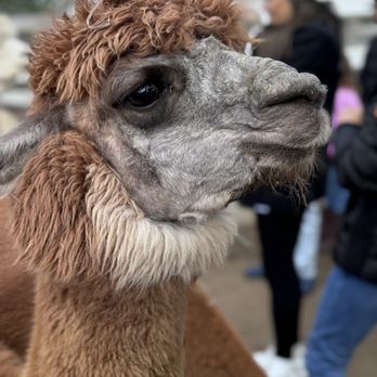 The Alpaca Hacienda - Attraction Farms Near Me - Temecula, California