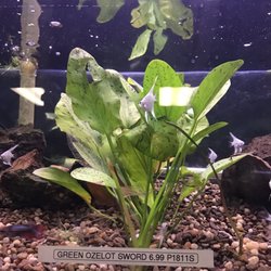 Blue Fish Aquarium - Green Ozelot Sword Price