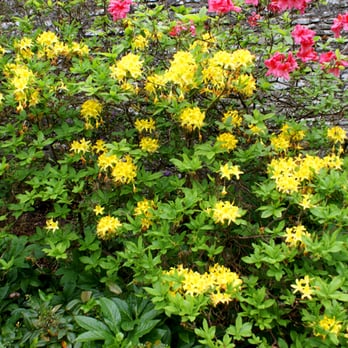 Geilston Gardens - Geilston Gardens Cardross, Dumbarton - Parks Near Me