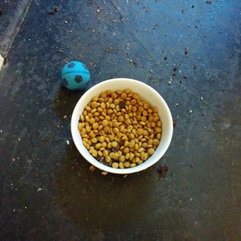 Gotham City Cat Care - DIrt in our cat's food. - Pet Sitting Near Me Gotham City Cat Care - DIrt in our cat's food. - Pet Sitting Near Me