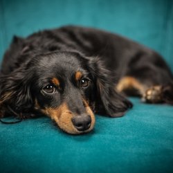Restful Pets