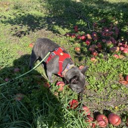 a dog sniffing apples