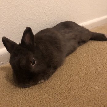 Peaceful Playful Pets - Squirt stretching out - Pet Sitting Near Me Peaceful Playful Pets - Squirt stretching out - Pet Sitting Near Me