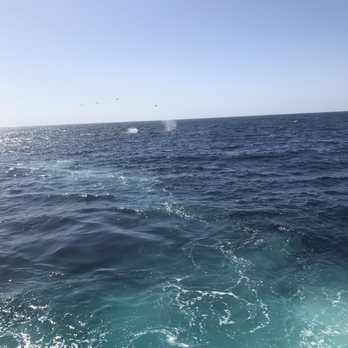 Condor Express Whale Watching - Boat Charters Near Me - Santa Barbara, California