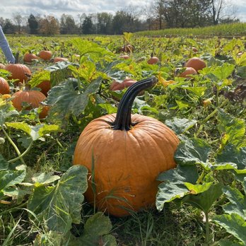 Johnson's Locust Hall Farm - Attraction Farms Near Me - Jobstown, New Jersey