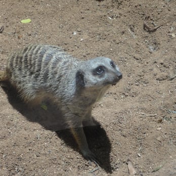 Honolulu Zoo - Meerkat - Zoos Near Me - Honolulu, Hawaii