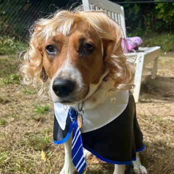 Superdogs Daycare - Halloween Contest participant - Luna Lovegood - Pet Groomers Near Me - Merrimack, New Hampshire Superdogs Daycare - Halloween Contest participant - Luna Lovegood - Pet Groomers Near Me - Merrimack, New Hampshire