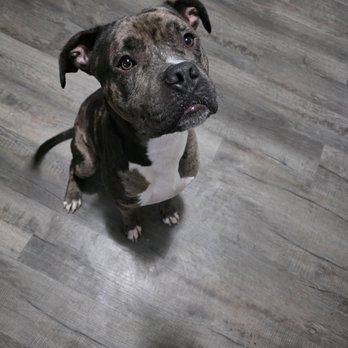Legendary Pet Care Services - Pet Sitting Near Me - Suffield, Connecticut Legendary Pet Care Services - Pet Sitting Near Me - Suffield, Connecticut