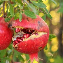 Blue Ridge Pomegranates