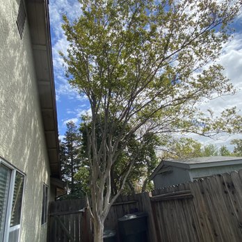 Greenwood Tree Service - Before it was trim, very high - Tree Services Near Me - Sacramento, California Greenwood Tree Service - Before it was trim, very high - Tree Services Near Me - Sacramento, California