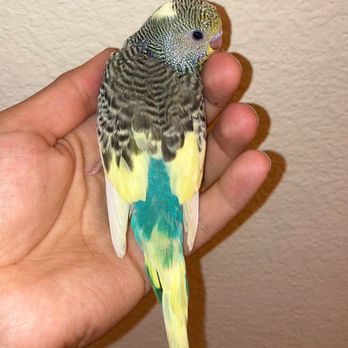 Ladybird Aviary - Pet Adoption Near Me
