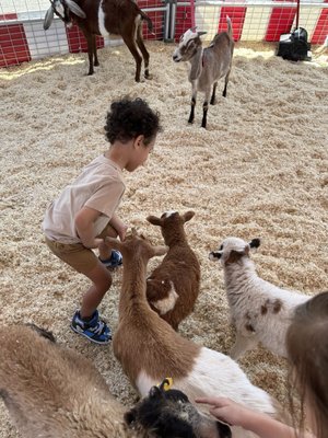 Maricopa County Fair by null