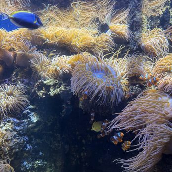 Waikiki Aquarium - Anemone - Aquariums Near Me - Honolulu, Hawaii Waikiki Aquarium - Anemone - Aquariums Near Me - Honolulu, Hawaii