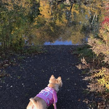 Ellicott Creek Island Park - Searching for varmint! - Dog Parks Near Me - Amherst, New York Ellicott Creek Island Park - Searching for varmint! - Dog Parks Near Me - Amherst, New York