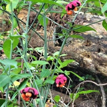 Sneads Farm - a bunch of flowers in the woods - Fruits & Veggies Near Me - Fredericksburg, Virginia Sneads Farm - a bunch of flowers in the woods - Fruits & Veggies Near Me - Fredericksburg, Virginia