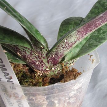 Norman's Orchid Nursery - Healthy Paph, one week after shipment - Nurseries & Gardening Near Me - Montclair, California