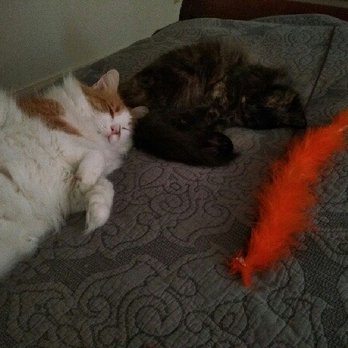 Aussie Pet Mobile Katy & Cypress - Loves cuddling with his sister. - Pet Groomers Near Me