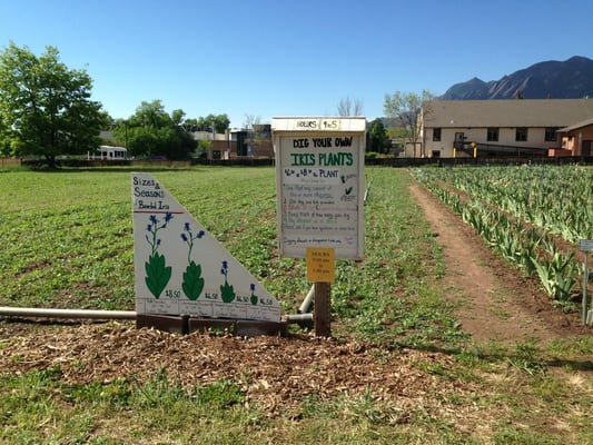 Long's Gardens by null