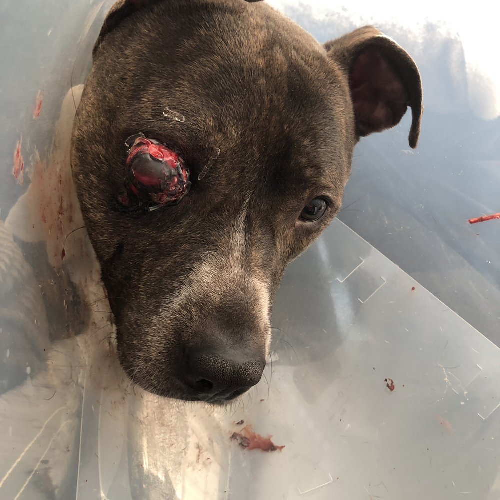 BluePearl Pet Hospital - Veterinarians Near Me - Spring, Texas BluePearl Pet Hospital - Veterinarians Near Me - Spring, Texas
