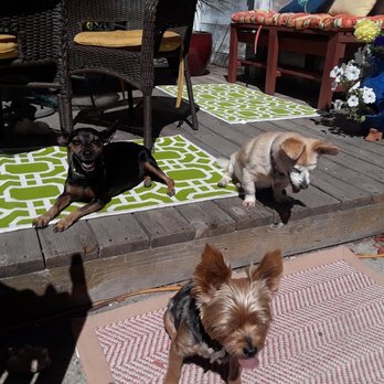 Le Chien Fortune - 5* for Nelson Hes so attentive and sweet to my dogs takes extra care to be gentle with my old girl .. - Pet Groomers Near Me - Millbrae, California