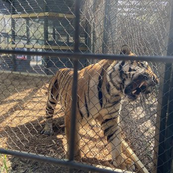 Bee City Zoo - Petting Zoos Near Me - Cottageville, South Carolina