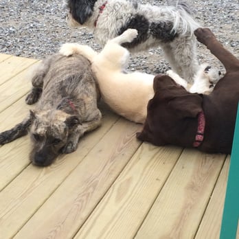 You Lucky Dog - Lounging in our outdoor play area! 5,000 square feet of outdoor fun. - Pet Sitting Near Me - Holden, Massachusetts You Lucky Dog - Lounging in our outdoor play area! 5,000 square feet of outdoor fun. - Pet Sitting Near Me - Holden, Massachusetts