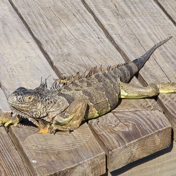 Dolphin Research Center - We saw iguanas sunbathing on the deck - Tours Near Me - Marathon, Florida Dolphin Research Center - We saw iguanas sunbathing on the deck - Tours Near Me - Marathon, Florida