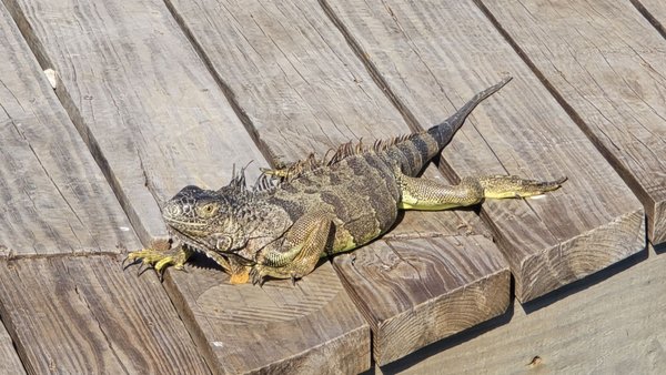 Dolphin Research Center by null