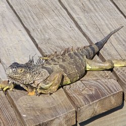 Dolphin Research Center - We saw iguanas sunbathing on the deck