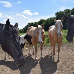 Von Holten Ranch - Our horse herd: Chalkboard, Cupcake, KTM, Glamour with the Hammer, and Obsidian.