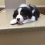 Photo of Dupuys Animal Hospital
