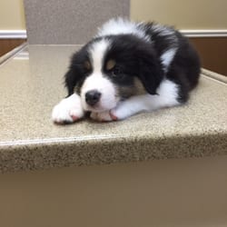 Dupuys Animal Hospital - Nala waiting for her stool test results!