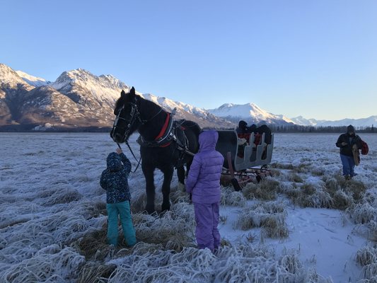 Alaska Horse Adventures, LLC by null