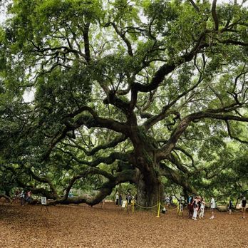 Angel Oak - Parks Near Me - Johns Island, South Carolina