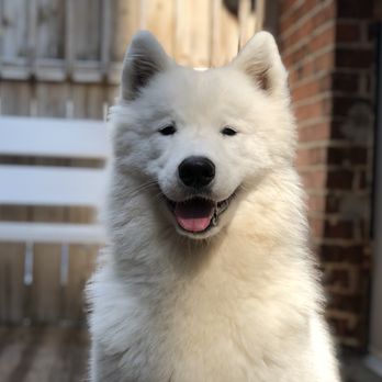 Sit Smart Dog Training - Large breeds welcome for all services. - Dog Walkers Near Me Sit Smart Dog Training - Large breeds welcome for all services. - Dog Walkers Near Me