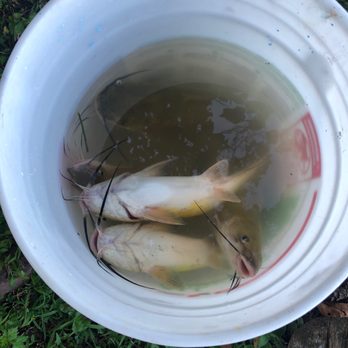Nyack Beach State Park - Cat Fish - Parks Near Me - Upper Nyack, New York