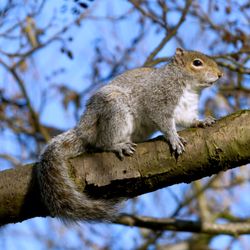 Conscious Critter Removal