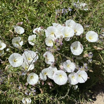 South Lake Park - More flowers - Parks Near Me - San Marcos, California South Lake Park - More flowers - Parks Near Me - San Marcos, California