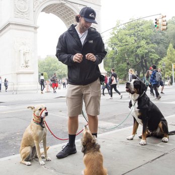 Top Dog Dog Walking - Dog Walkers Near Me Top Dog Dog Walking - Dog Walkers Near Me