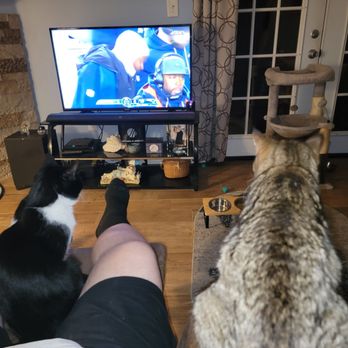 New England Patriots - My honey, my #1 son and kitties Miss Princess & Mr. T are ALL locked on our Patriots! We are are a Pats Family :-) - Professional Sports Teams Near Me - Foxboro, Massachusetts
