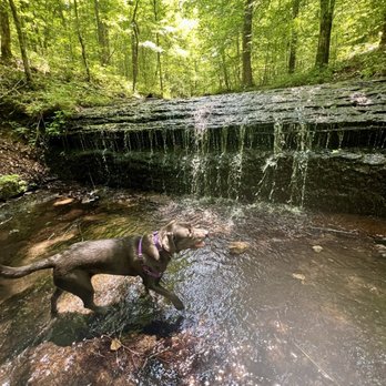 Stillhouse Hollow Falls Trail - Our pup Nova enjoying the waterfall. - Hiking Near Me - Mount Pleasant, Tennessee Stillhouse Hollow Falls Trail - Our pup Nova enjoying the waterfall. - Hiking Near Me - Mount Pleasant, Tennessee