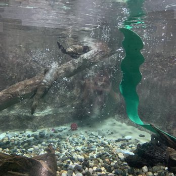 SeaQuest - Folsom - Otters - Aquariums Near Me - Folsom, California SeaQuest - Folsom - Otters - Aquariums Near Me - Folsom, California
