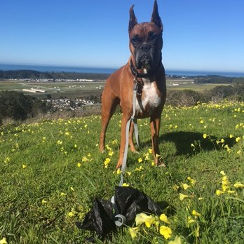 The Muttley Krew - Cassius the boxer is just as sweet as he is handsome, our daily hikes up in the El Granada hills keeps us both in great shape! - Dog Walkers Near Me
